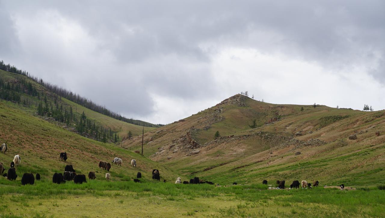 Готель My Mongolia Eco Ger Camp Nalayh Екстер'єр фото
