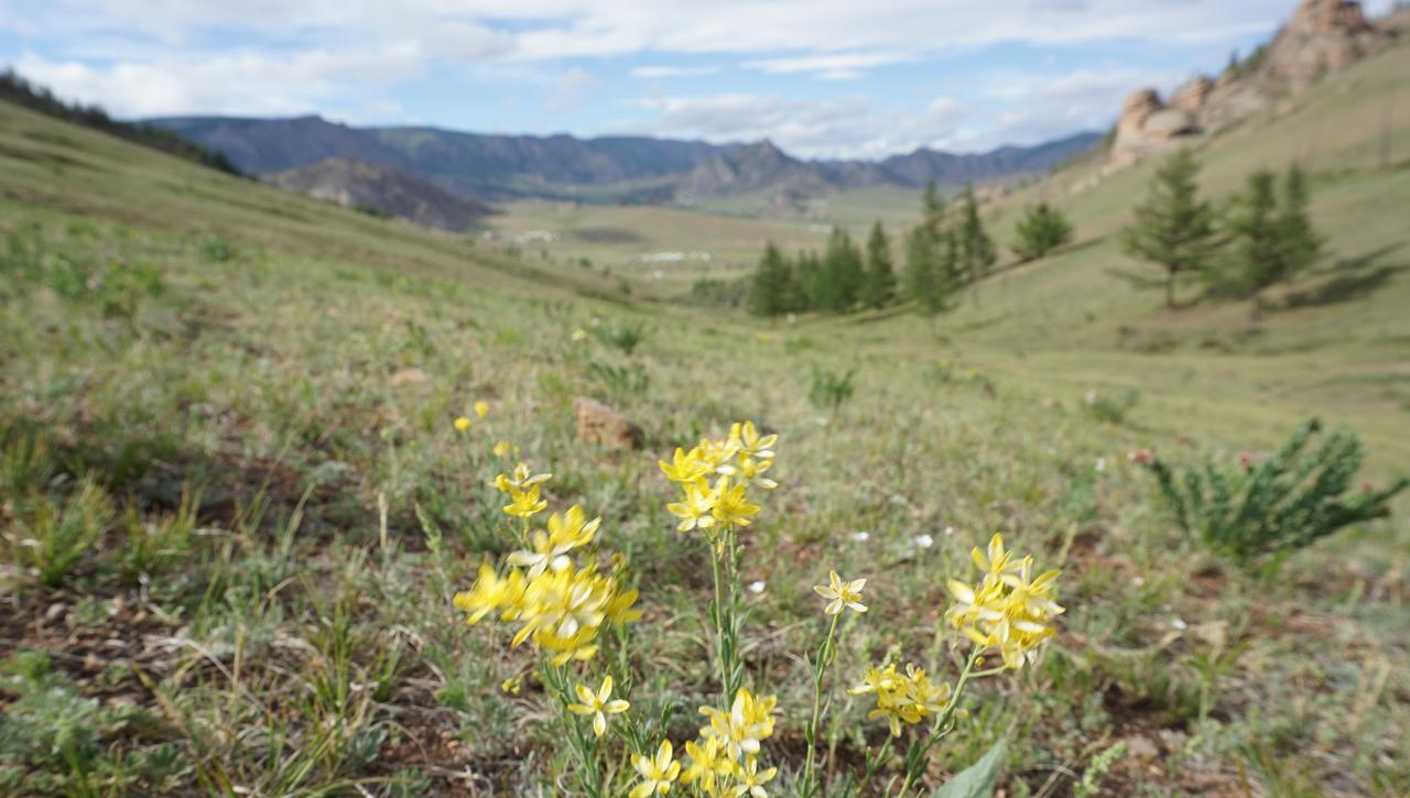 Готель My Mongolia Eco Ger Camp Nalayh Екстер'єр фото
