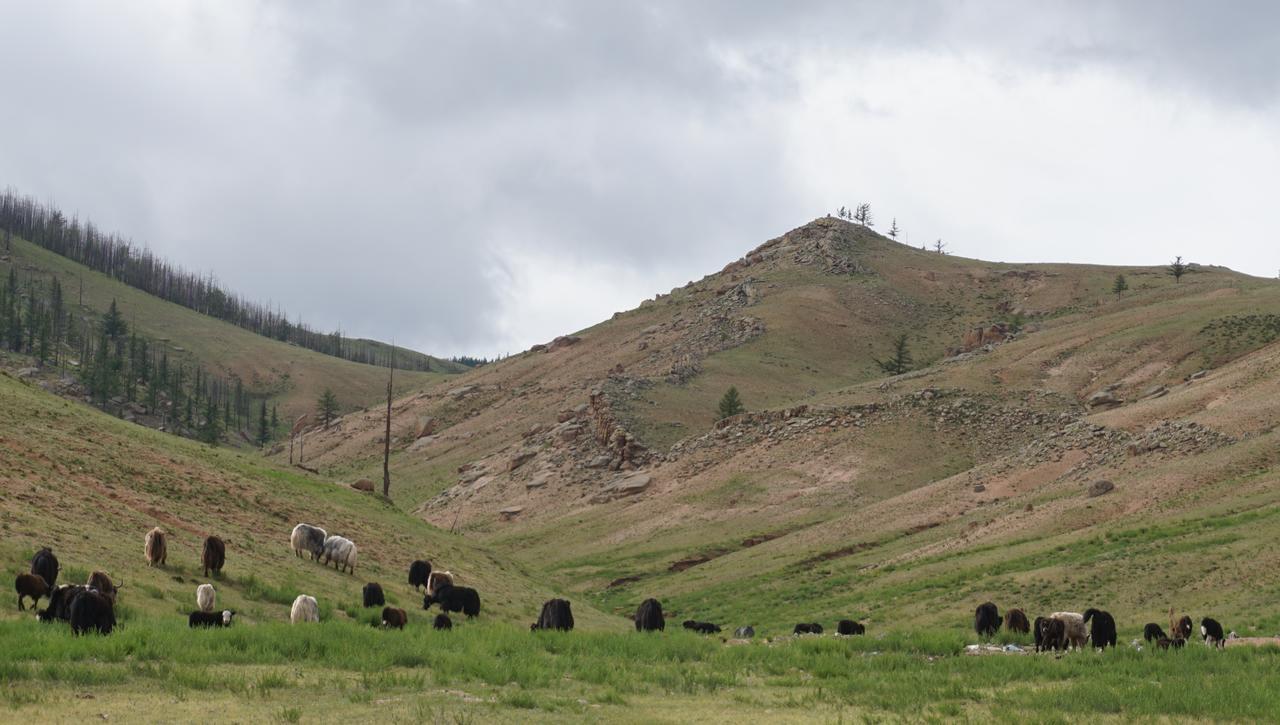 Готель My Mongolia Eco Ger Camp Nalayh Екстер'єр фото